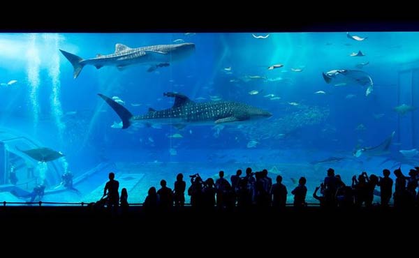 오키나와 (EM 코스타비스타) 4일-(LJ항공) 오키나와 1일 실속 자유여행 대구플라이트 [0]